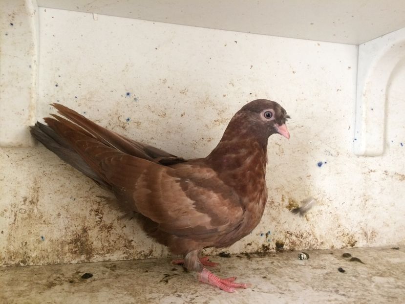  - 2-lot zbor pana simpla 2019