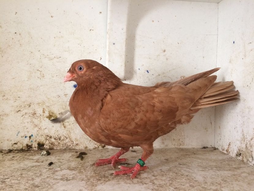 718219 - 2-lot zbor pana simpla 2019