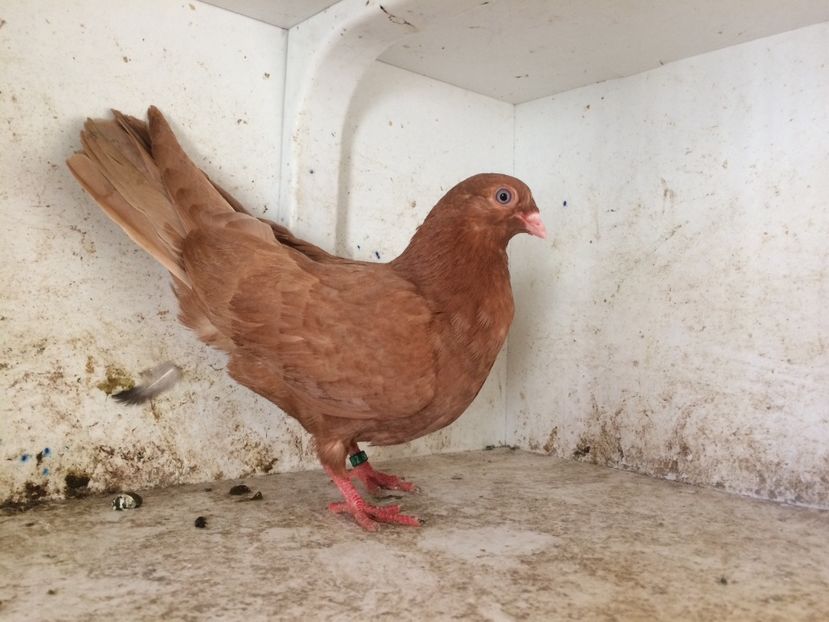  - 2-lot zbor pana simpla 2019