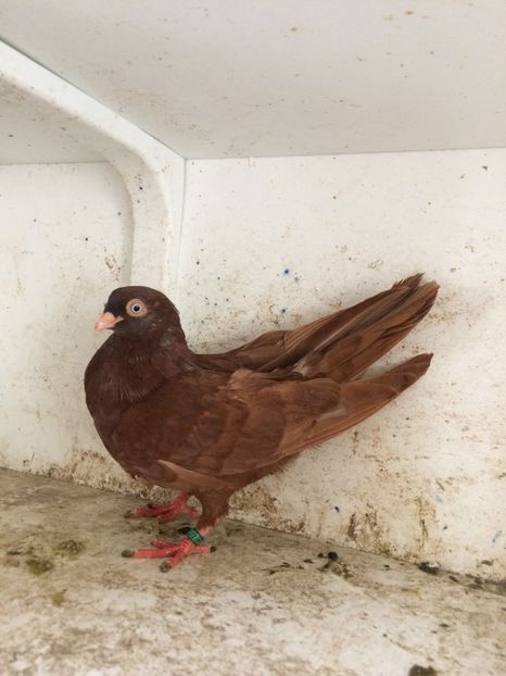  - 2-lot zbor pana simpla 2019