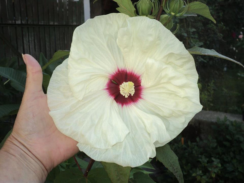 2018 mama... - Moscheutos Summerific