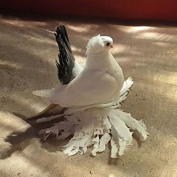  - Omsk si novocerkaski 2019