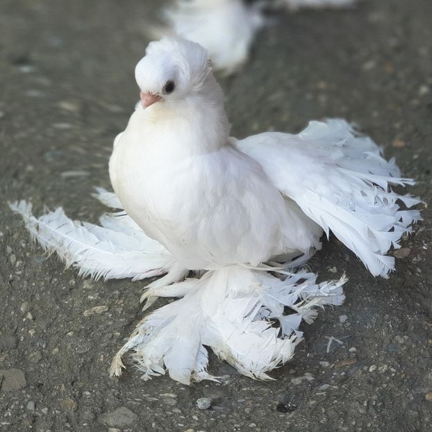  - Omsk si novocerkaski 2019