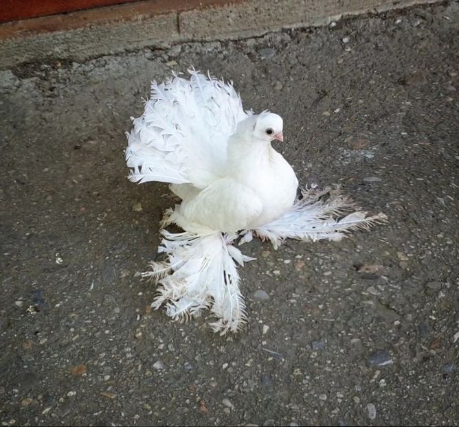  - Omsk si novocerkaski 2019