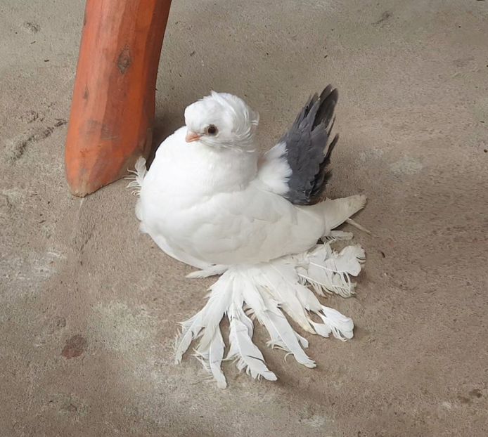  - Omsk si novocerkaski 2019