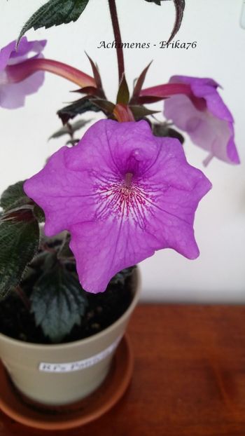  - RF_s Patricia Paiola Scalco