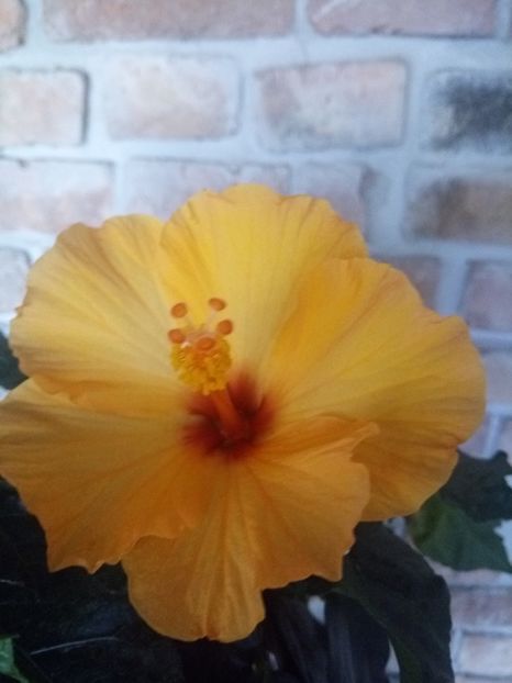  - HIBISCUSI - 2019_2021-2022-2023