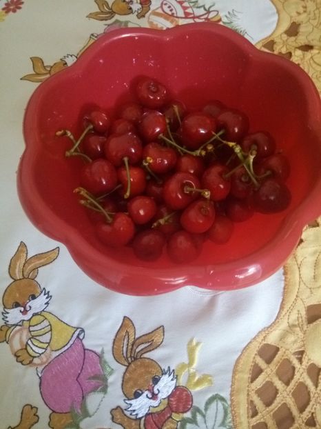  - HIBISCUSI - 2019_2021-2022-2023