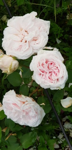 Souvenir de la Malmaison - Trandafiri 2019