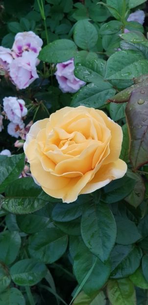 Michelangelo - Trandafiri 2019