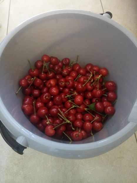  - Flori de Gradina Primavara -Vara 2019