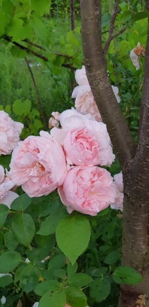 St. Swithun - Trandafiri 2019