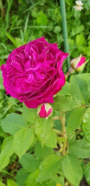 Purple Lodge - Trandafiri 2019