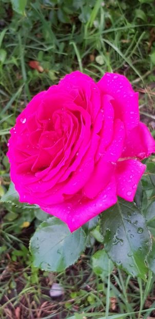 Regis - Trandafiri 2019