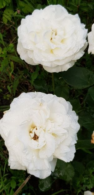 Irina - Trandafiri 2019