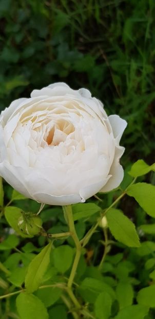 Claire Austin - Trandafiri 2019