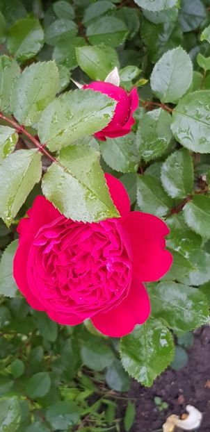 Florentina- prim plan - Trandafiri 2019