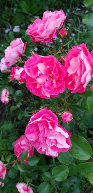 Gebruder Grimm - Trandafiri 2019