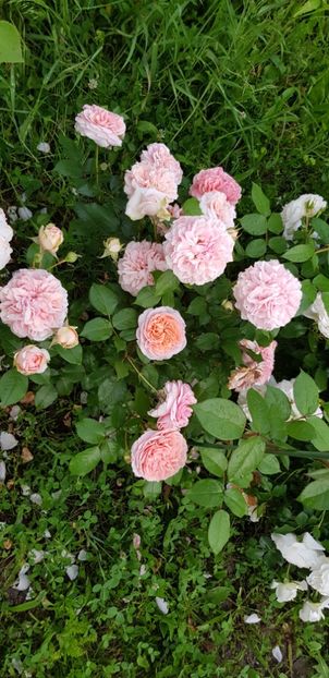 Chippendale - Trandafiri 2019