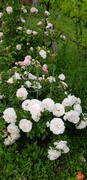 Cosmos - Trandafiri 2019