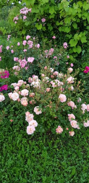 Cubana si Bonica - Trandafiri 2019