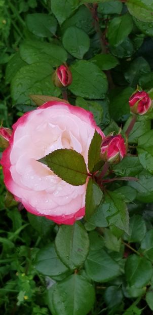 Nostalgie - Trandafiri 2019