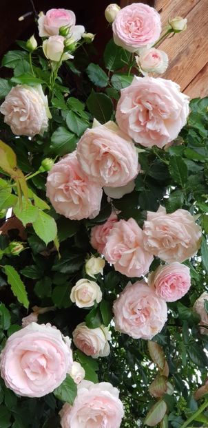 Eden - Trandafiri 2019