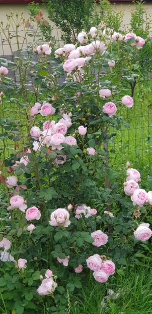 The Scepter d'Isle - Trandafiri 2019