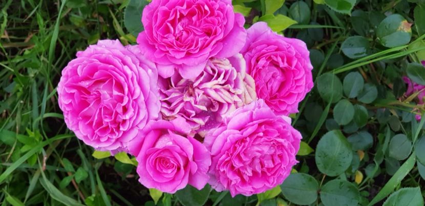 Claire Marshall - Trandafiri 2019