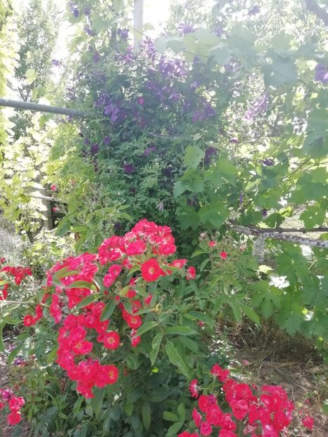 2019 - 12.06 - gradina 2019