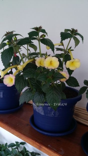 2019 - xA Himalayan Sunrise