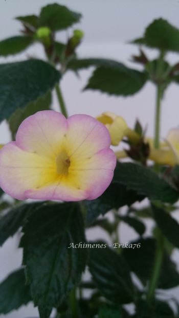  - xA Himalayan Sunrise