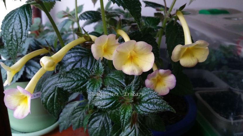  - xA Himalayan Sunrise