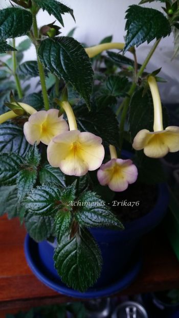  - xA Himalayan Sunrise