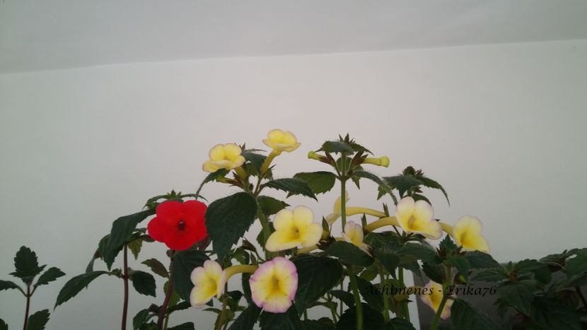  - xA Himalayan Sunrise