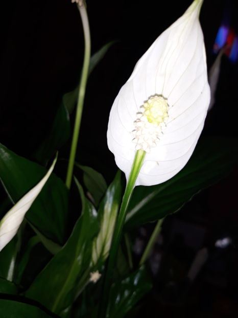  - Diverse iunie 2019