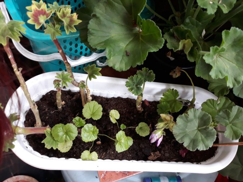  - Diverse iunie 2019