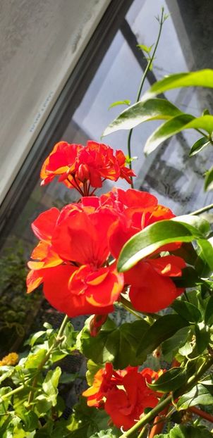 IMG-20190612-WA0031 - 12 iunie 2019