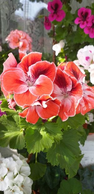 IMG-20190612-WA0021 - 12 iunie 2019