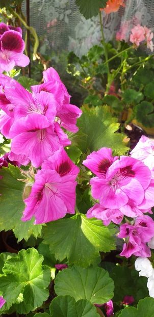 IMG-20190612-WA0020 - 12 iunie 2019