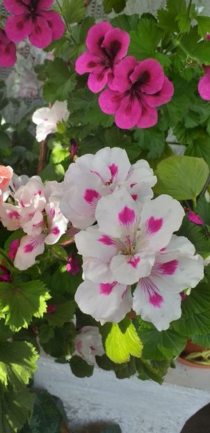 IMG-20190612-WA0018 - 12 iunie 2019