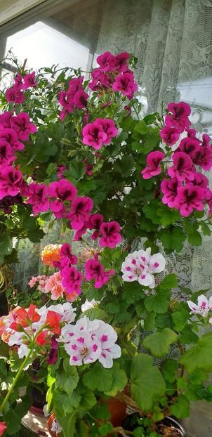 IMG-20190612-WA0017 - 12 iunie 2019