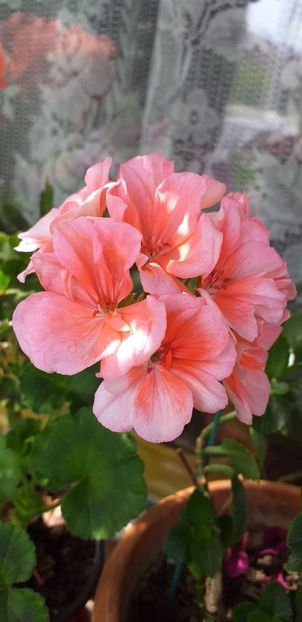 IMG-20190612-WA0014 - 12 iunie 2019