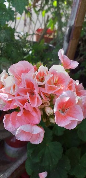 IMG-20190612-WA0012 - 12 iunie 2019