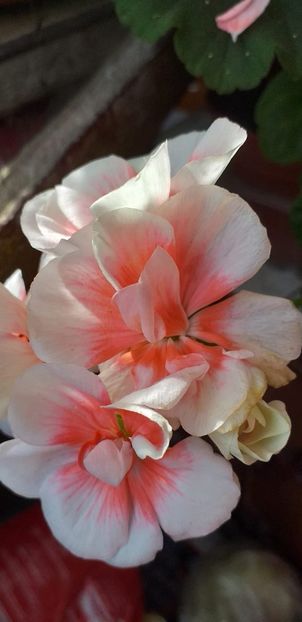 IMG-20190612-WA0010 - 12 iunie 2019