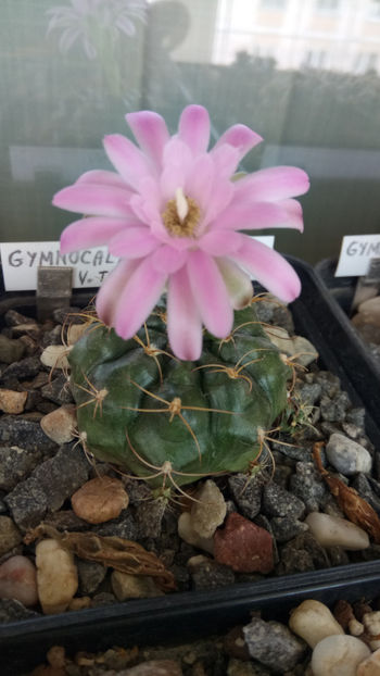 12.06.2019 - Gymnocalycium damsii v tucavocence