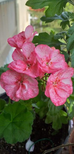 IMG-20190612-WA0007 - 12 iunie 2019