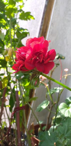 IMG-20190612-WA0005 - 12 iunie 2019