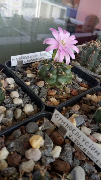 12.06.2019 - Gymnocalycium damsii v tucavocence