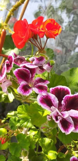 IMG-20190612-WA0004 - 12 iunie 2019